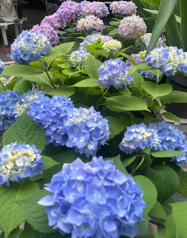 img, 绣球的生长, src