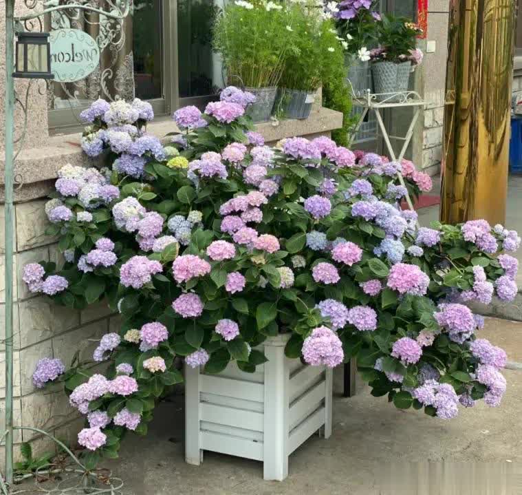行的花卉